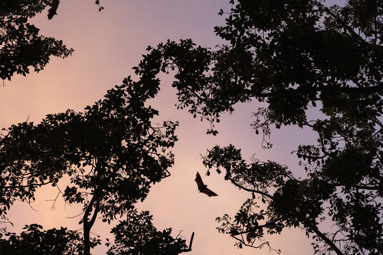 Sylvie Léget - Sylvie Léget - 1_Le vol des chauves-souris la nuit copie.jpg